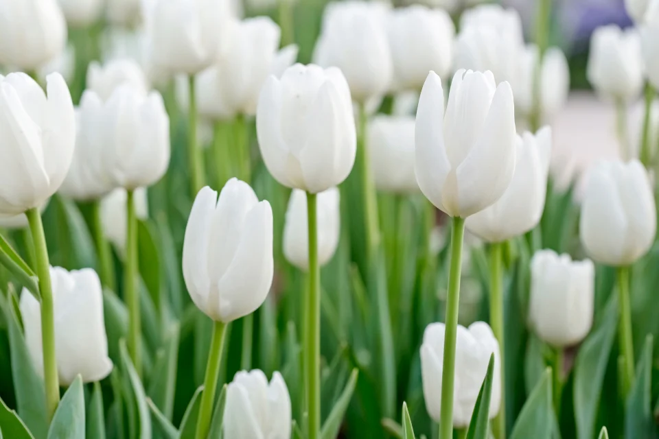 Hình nền hoa tulip nhiều màu, cực đẹp cho điện thoại và máy tính