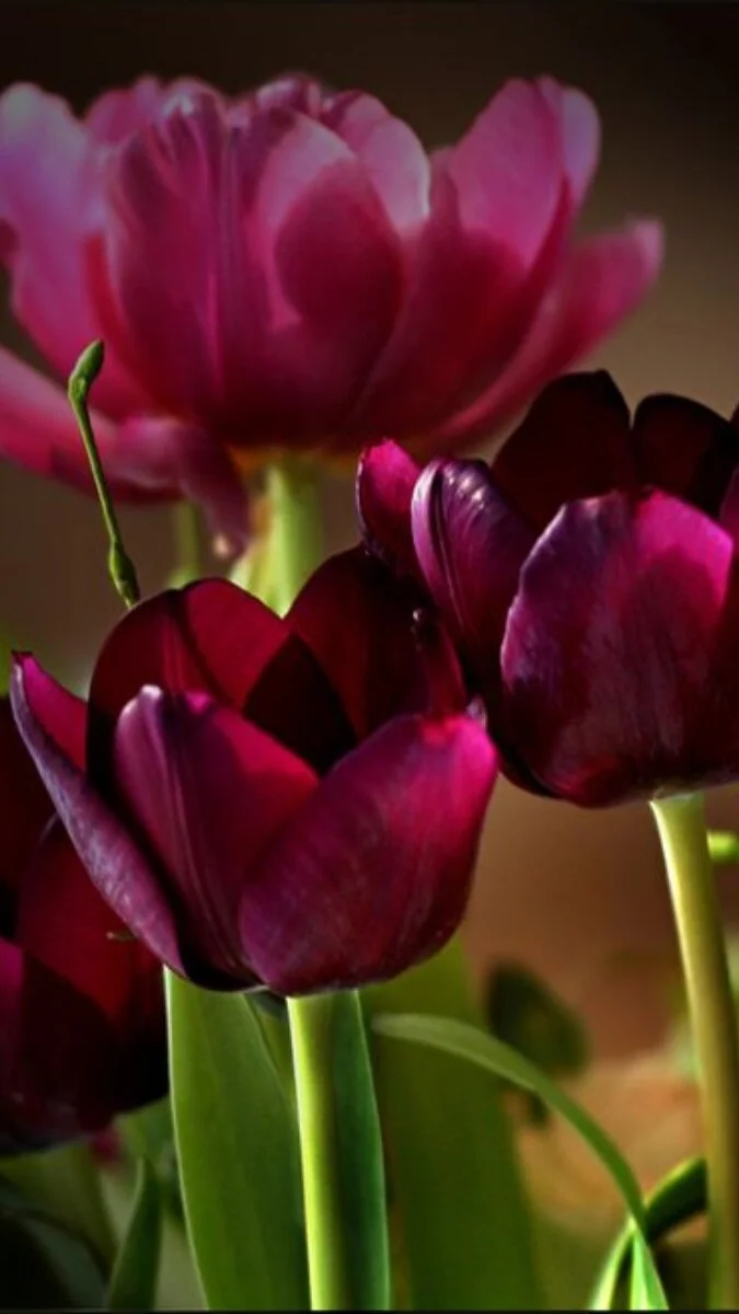 Hình nền điện thoại hoa Tulip màu nâu (5)
