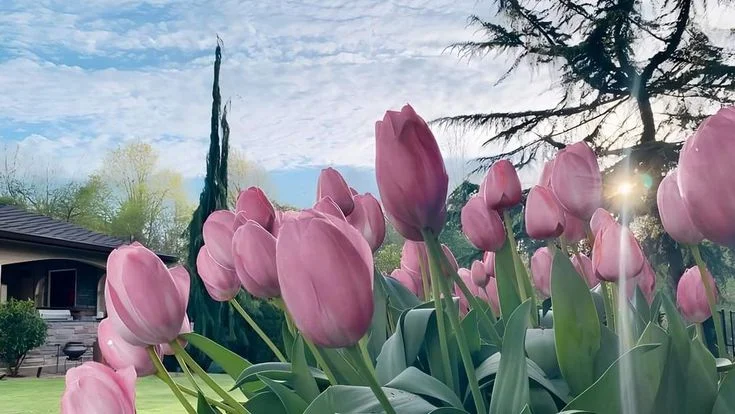 799+ Hình nền hoa tulip full hd 4K chill cute đẹp nhất miễn phí