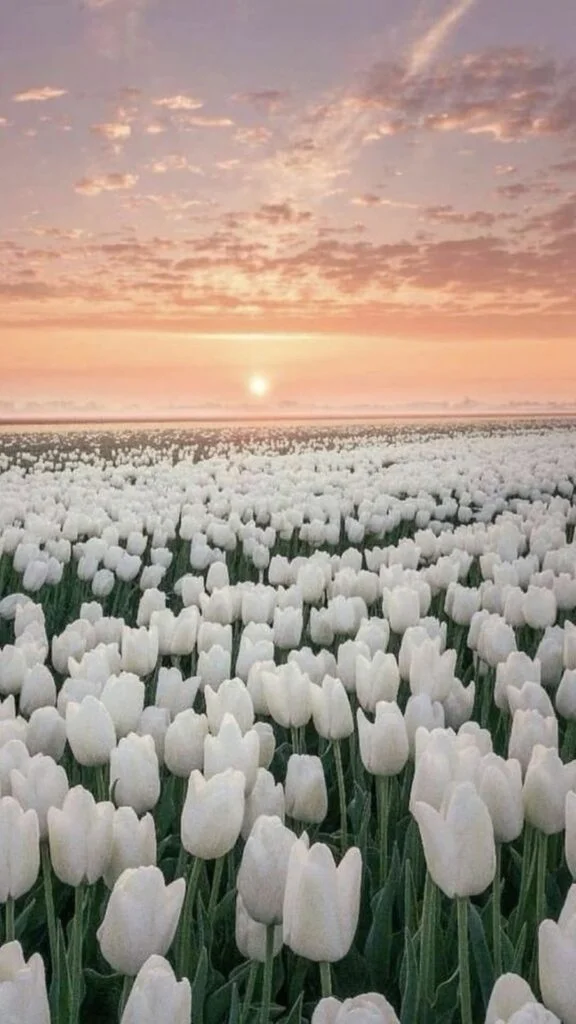 hinh nen hoa tulip 3