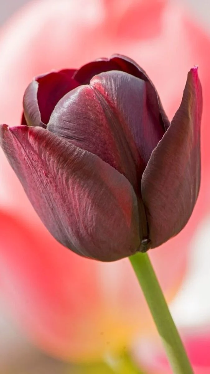 Hình nền hoa Tulip màu nâu
