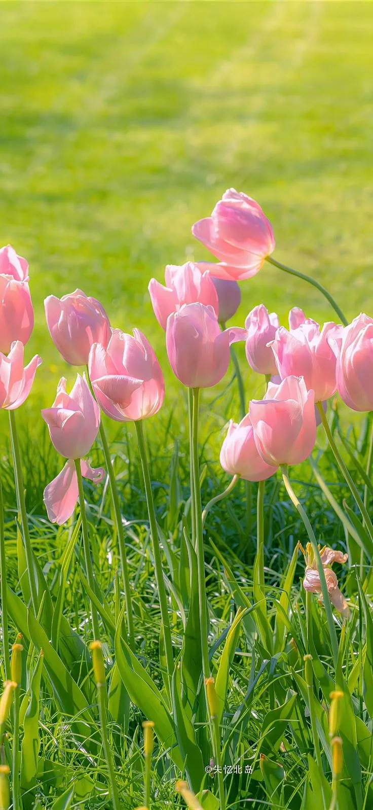 Ảnh tường vui nhộn | Nhiếp ảnh phong cảnh, Hình nền hoa, Hoa tulip