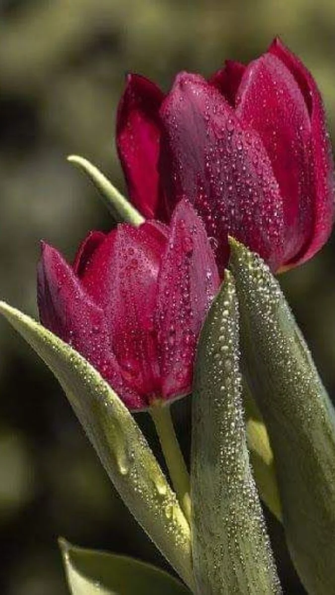 Hình nền hoa Tulip màu nâu (3)
