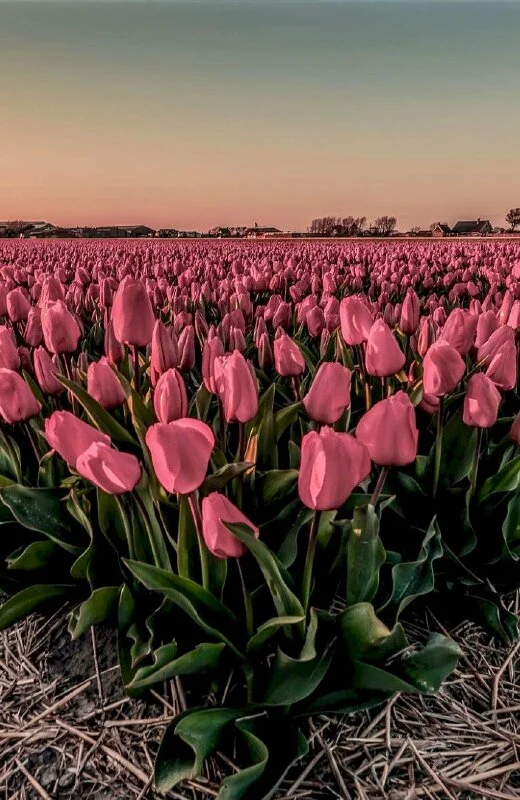 Top 101 hình nền hoa tulip đẹp nhất dùng cho máy tính, điện thoại (2)