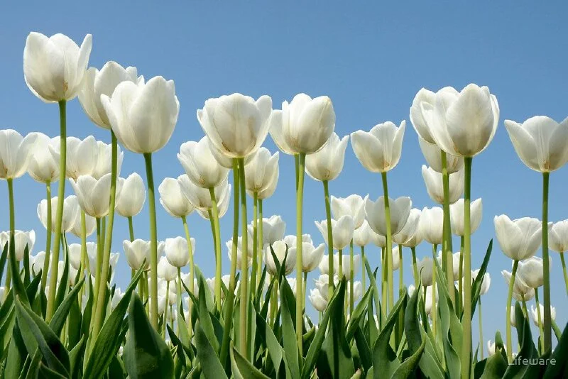 Top 101 hình nền hoa tulip đẹp nhất dùng cho máy tính, điện thoại