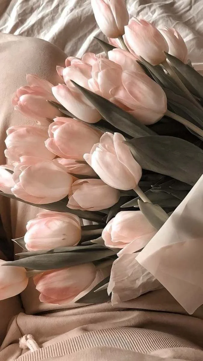 Hình nền hoa Tulip cho điện thoại mới