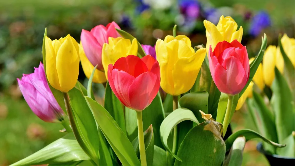 Hình nền máy tính hoa Tulip đẹp