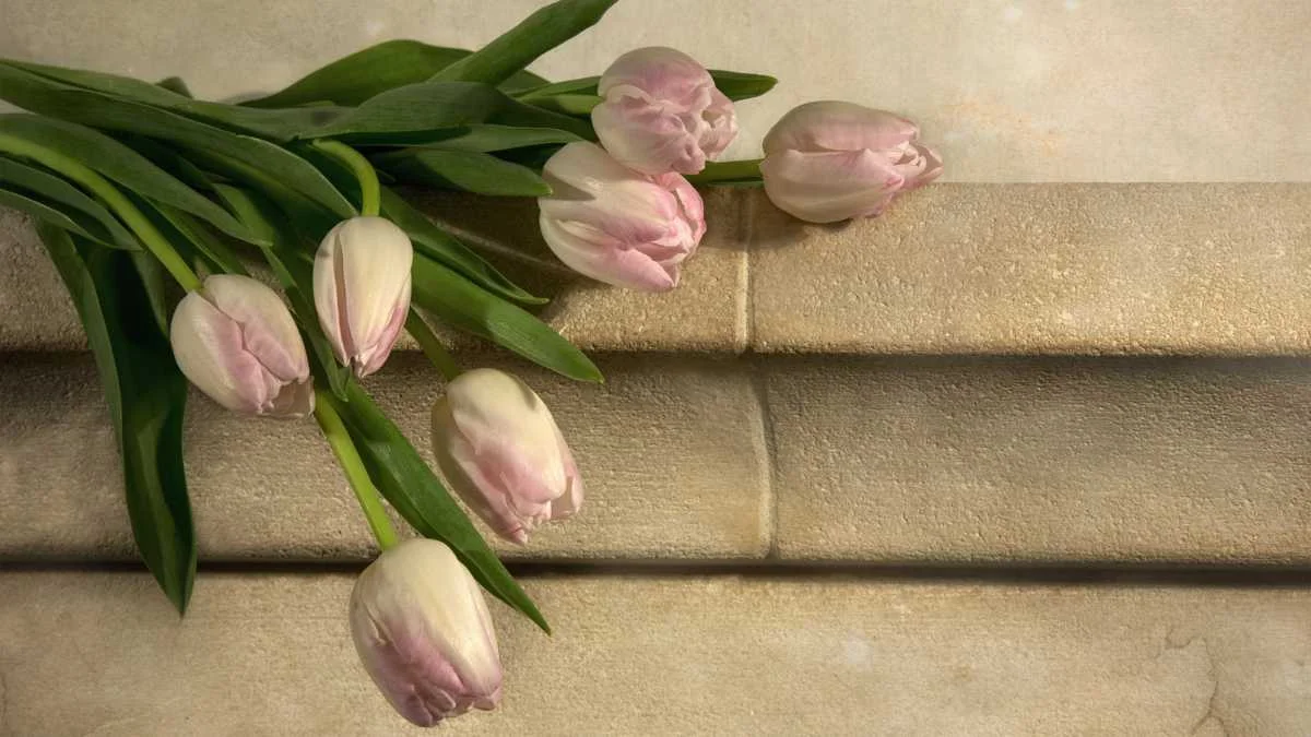 Hình nền máy tính hoa Tulip 2024