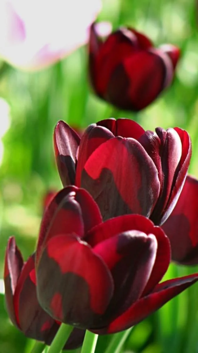 Hình nền điện thoại hoa Tulip màu nâu (4)