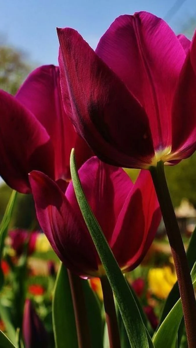 Hình nền điện thoại hoa Tulip màu nâu (7)