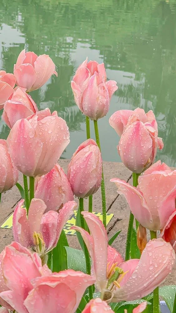 199+ Hình Nền Hoa Tulip Đẹp Lung Linh, Trang Nhã & Thanh Lịch Nhất