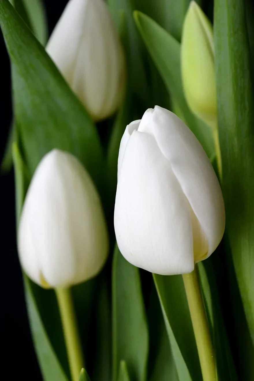 Hình nền hoa tulip đẹp rực rỡ cho điện thoại (2)