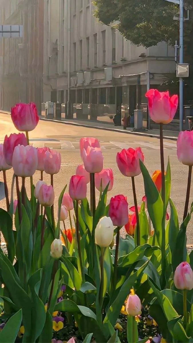 Hình nền hoa Tulip cho điện thoại với phong cảnh thành phố