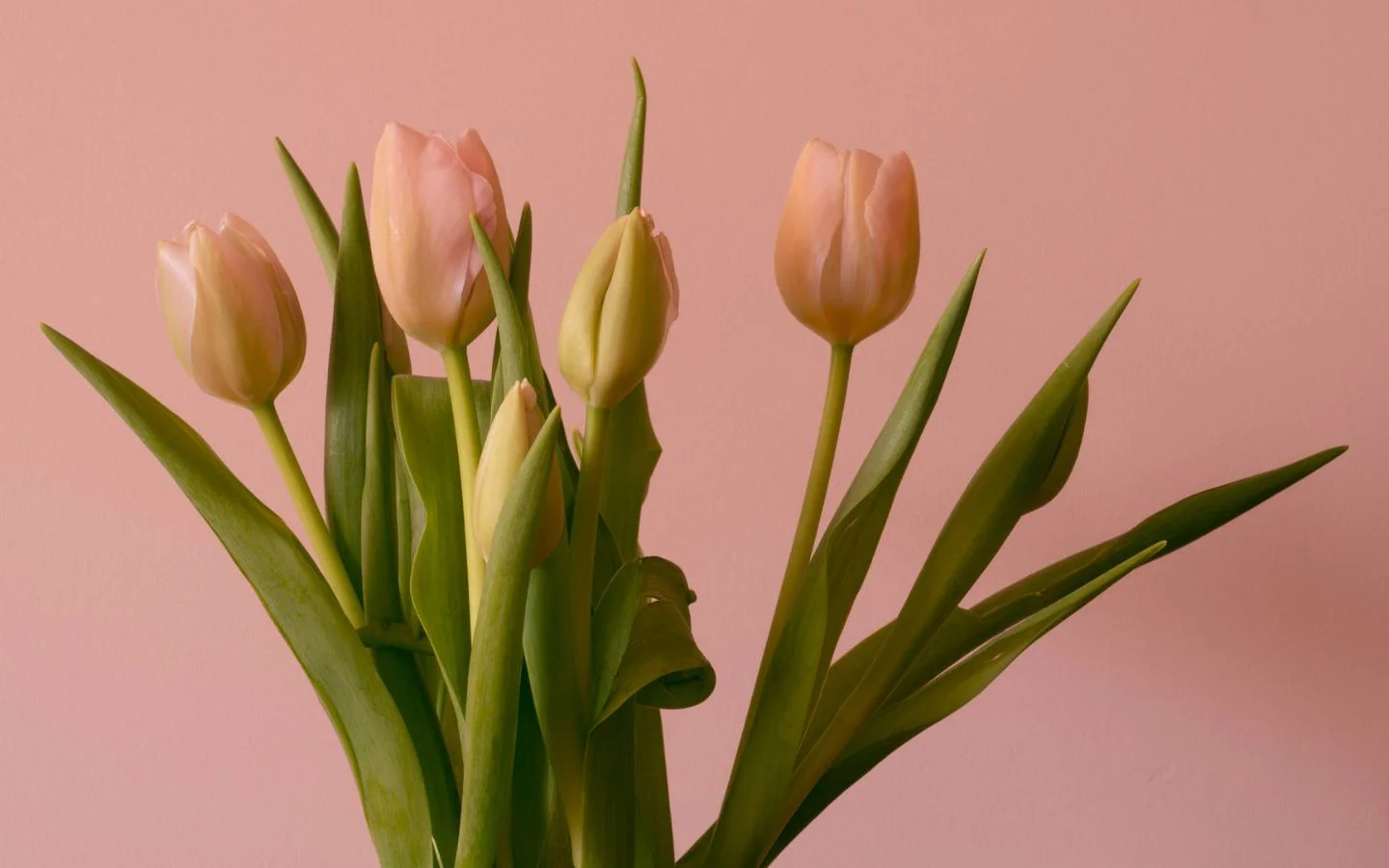 Tulip màu pastel khoe sắc dịu dàng