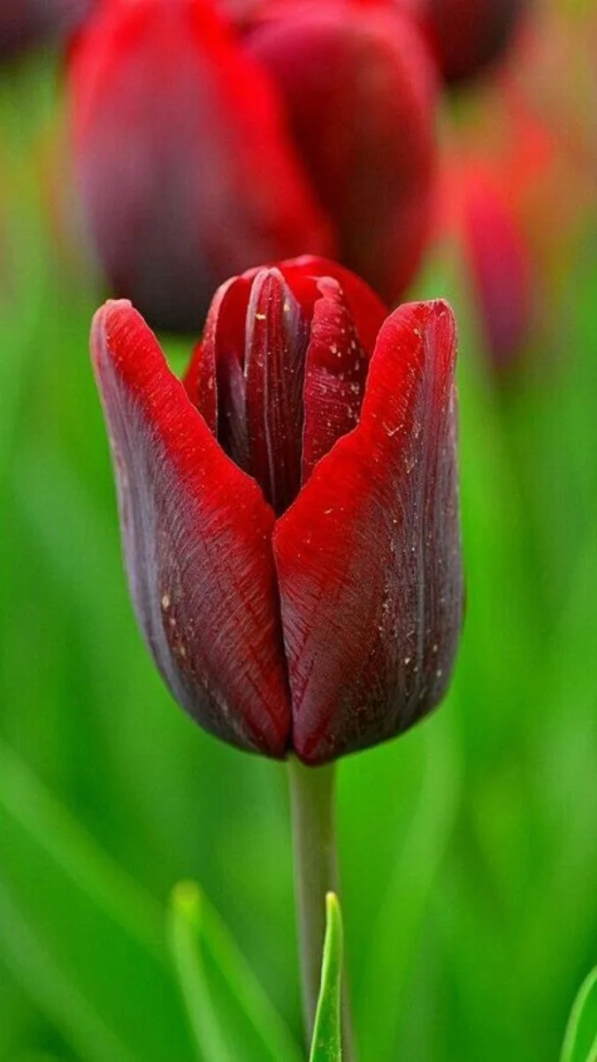 Hình nền hoa Tulip màu nâu (2)