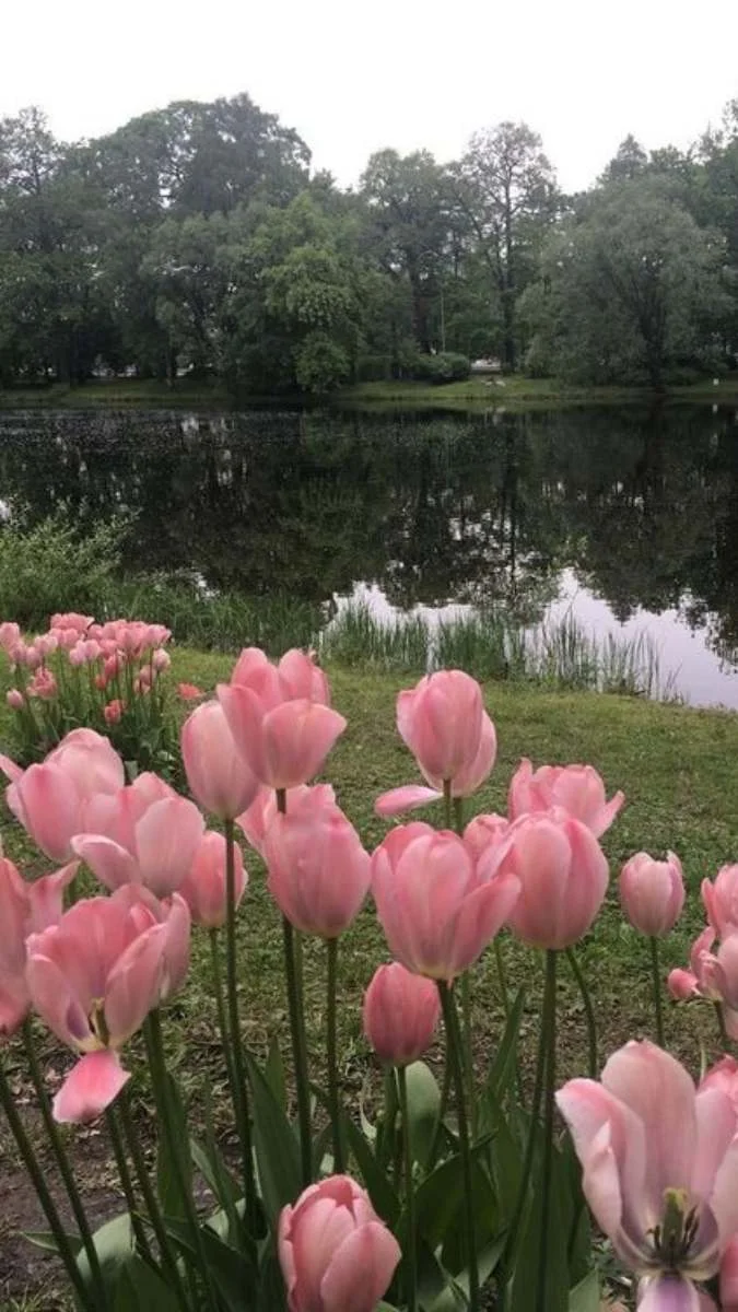 Hình nền hoa Tulip cho điện thoại thơ mộng