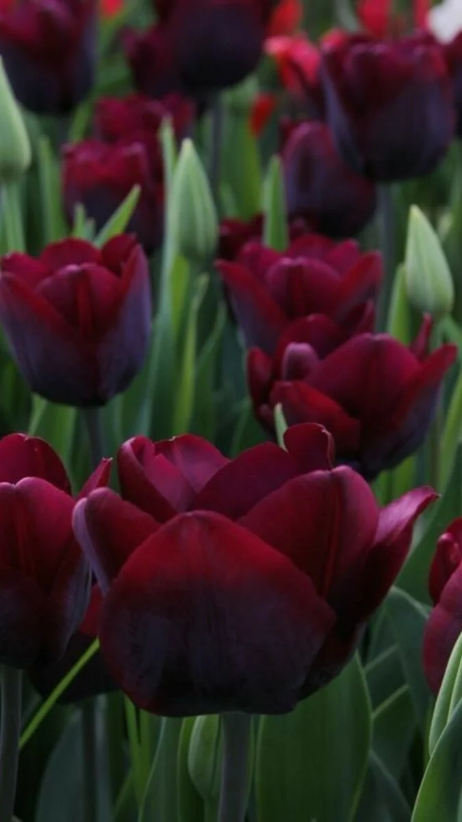 Hình nền điện thoại hoa Tulip màu nâu (3)