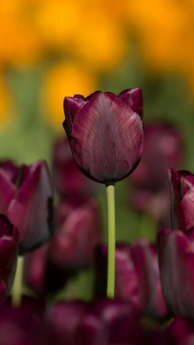 Hình nền điện thoại hoa Tulip màu nâu (6)