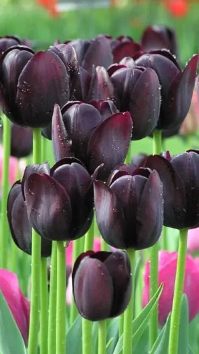 Hình nền điện thoại hoa Tulip màu nâu (2)