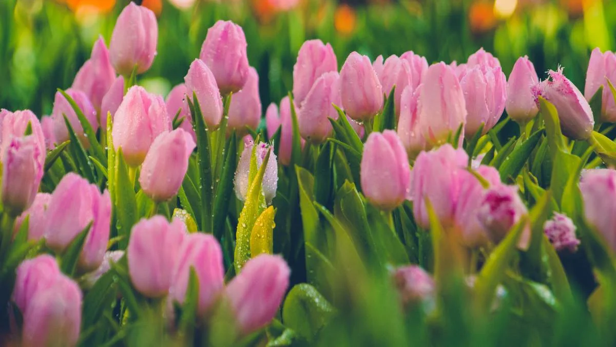 Hình nền máy tính hoa Tulip nhẹ nhàng