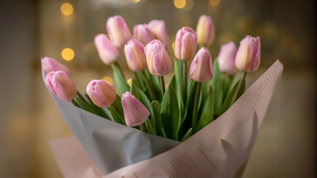 Hình nền máy tính hoa Tulip màu hồng