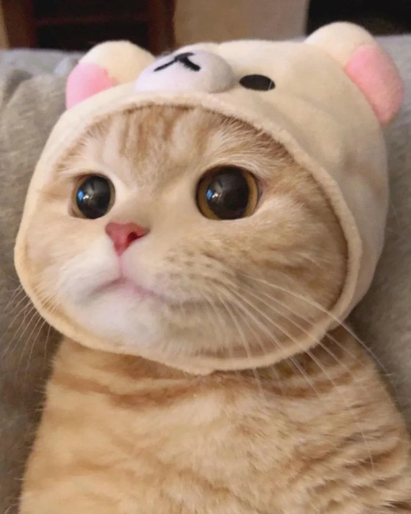 32+ hình ảnh mèo cute ngộ nghĩnh siêu đáng yêu làm avatar