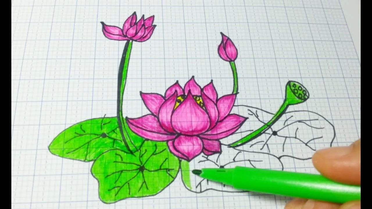 Bàn tay đang tô màu cho bức tranh vẽ hoa sen trên giấy kẻ ô