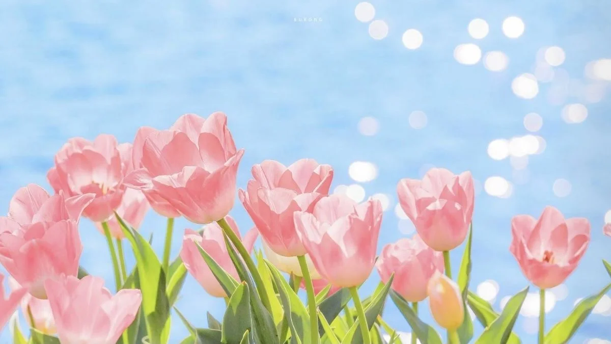 hình nền máy tính đẹp hoa tulip hồng dưới ánh nắng