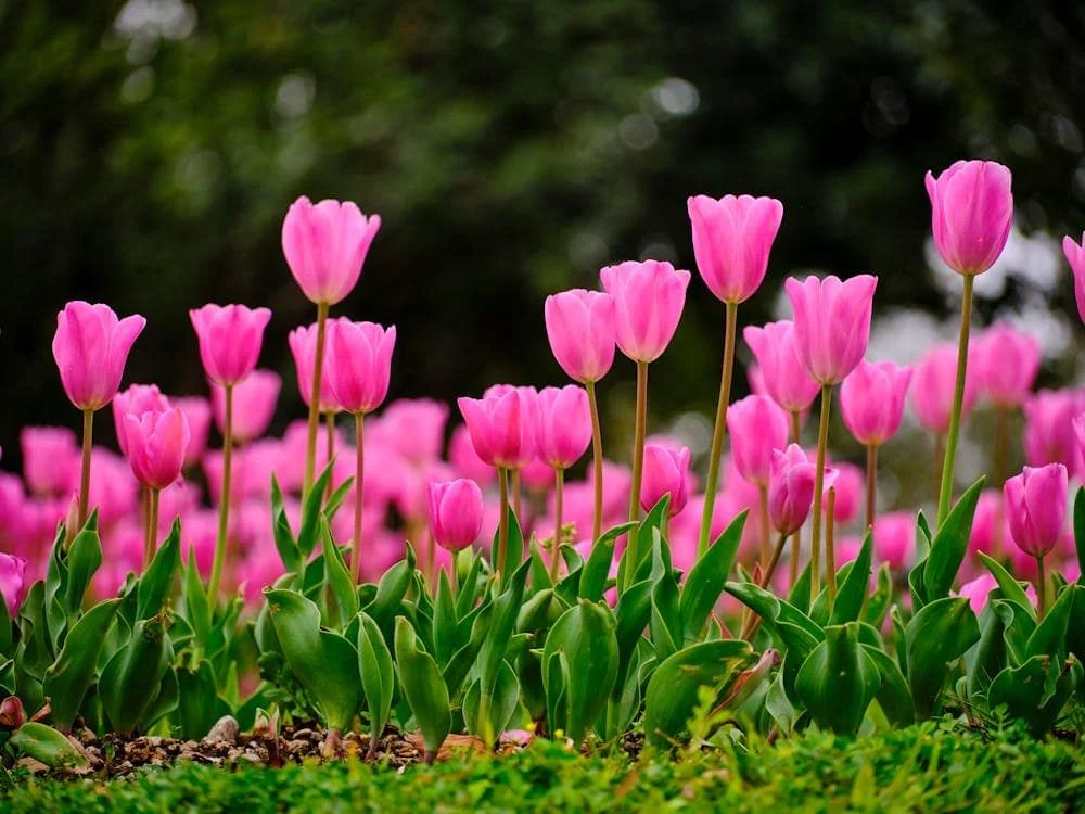 Hình nền máy tính vườn hoa tulip hồng