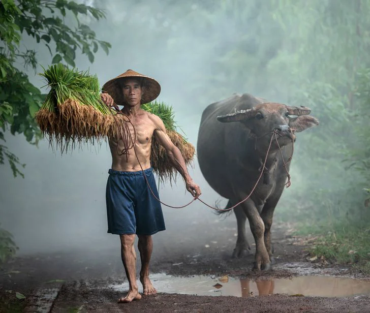 Cùng ngắm loạt hình ảnh đẹp nhất về đa dạng văn hóa, đại diện Việt Nam nổi bật với trâu đồng lúa nước quá đỗi thân thuộc