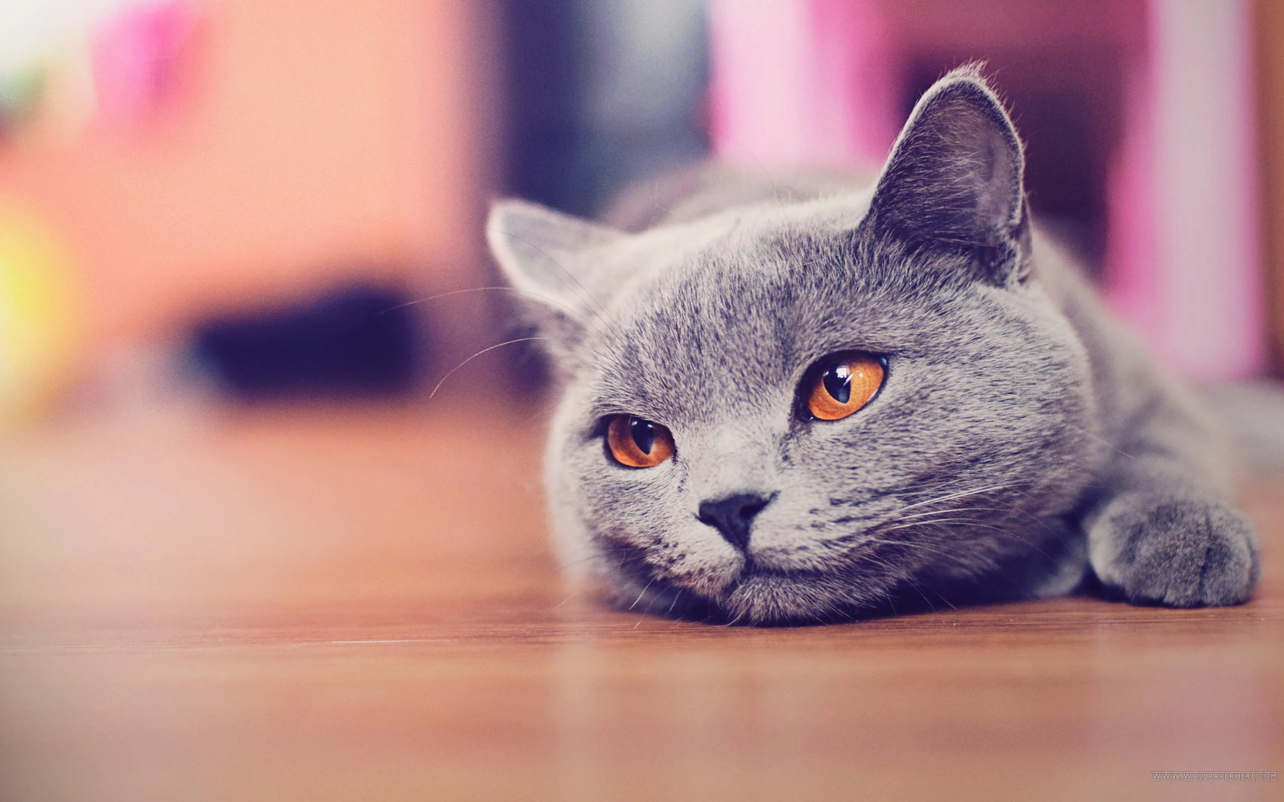 hình nền đẹp cute với chú mèo xám mắt cam cực đáng yêu