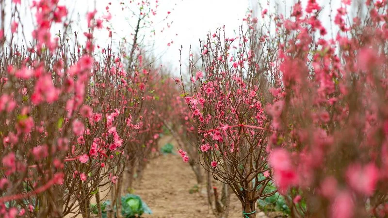 Vườn hoa đào nở rộ báo hiệu Tết đến